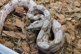 Boa Colombiana Hypo Jungle Macho ID R11-12