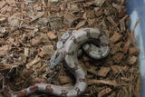 Boa Colombiana Super Hypo MAcho ID R12-12
