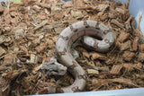 Boa Colombiana Super Hypo MAcho ID R12-12