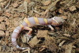 Gecko Leopardo Tremper Albino ID R12-12