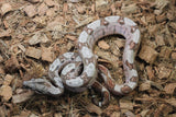 Boa Colombiana Hypo Macho ID R12-13