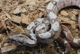 Boa Colombiana Hypo Macho ID R12-13