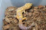 Gecko Leopardo Clown Tremper iD R12-14