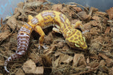 Gecko Leopardo Clown Tremper iD R12-14