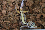 Gecko Leopardo Reverse Stripe ID R12-16