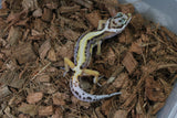 Gecko Leopardo Reverse Stripe ID R12-16