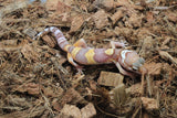 Gecko Leopardo Tremper Albino ID R12-17