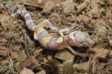 Gecko Leopardo Tremper Albino ID R12-17