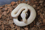 Piton Bola Banana Pinstripe Fire Enchi Macho ID R10-06