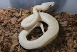 Piton Bola Banana Pinstripe Fire Enchi Macho ID R10-06