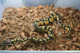 Piton Bola Pastel Orange Dream Het Pied Hembra ID R7-01