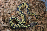 Piton Bola Pastel Orange Dream Het Pied Hembra ID R7-01