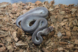 Piton Bola Super Cinnamon Pastel Gravel 50% HEt Clown Macho ID R7-12