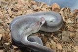 Piton Bola Super Cinnamon Pastel Gravel 50% HEt Clown Macho ID R7-12