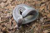 Piton Bola Super Cinnamon Pastel Calico 50% HEt Clown Macho ID R7-20