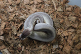 Piton Bola Super Cinnamon Pastel Calico 50% HEt Clown Macho ID R7-20