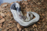 Piton Bola Super Cinnamon Pastel Calico  Gravel 50% HEt Clown Macho  PARADOX ID R7-02