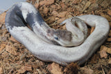 Piton Bola Super Cinnamon Pastel Calico  Gravel 50% HEt Clown Macho  PARADOX ID R7-02
