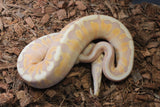 Piton Bola Banana Cinnamon GHI HGW Macho ID R8-05