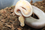 Piton Bola Banana Cinnamon GHI HGW Macho ID R8-05