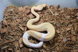 Piton Bola Champagne Banana Pastel/Enchi Het Pied Macho ID R8-19 PARADOX