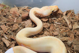 Piton Bola Champagne Banana Pastel/Enchi Het Pied Macho ID R8-19 PARADOX