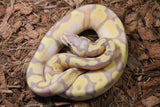 Piton Bola Banana Pastel Enchi Het Pied Macho ID R9-20