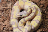 Piton Bola Banana Pastel Enchi Het Pied Macho ID R9-20