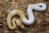 Piton Bola Champagne Enchi Het Pied Hembra ID R9-16 PARADOX