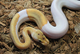 Piton Bola Champagne Enchi Het Pied Hembra ID R9-16 PARADOX