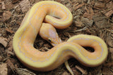 Piton Bola Banana Pinstripe MAcho ID R6-19