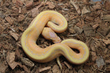Piton Bola Banana Pinstripe MAcho ID R6-19