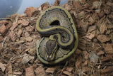 Piton Bola Pinstripe Macho ID R7-06