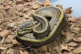 Piton Bola Pinstripe Macho ID R7-06