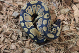 Piton Bola Nominal Macho ID R7-11