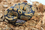 Piton Bola Nominal Macho ID R7-11