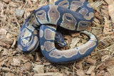 Piton Bola Nominal Macho ID R8-08
