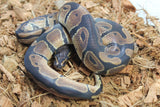 Piton Bola Nominal Macho ID R8-08