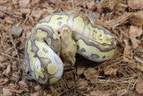 Piton Bola Mojave Fire Clown Hembra ID R9-03