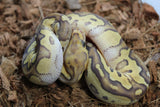 Piton Bola Mojave Fire Clown Hembra ID R9-03