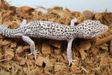 Gecko Leopardo TUG Snow Macho Adulto ID R11-04
