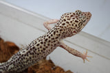 Gecko Leopardo TUG Snow Macho Adulto ID R11-04