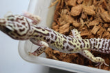 Gecko Leopardo TUG Snow Macho Adulto ID R11-04
