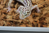 Gecko Leopardo TUG Snow Macho Adulto ID R11-04