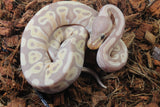 Piton Bola Banana TH Clown Pied Hypo Hembra ID R5-01