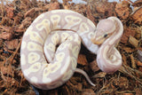 Piton Bola Banana TH Clown Pied Hypo Hembra ID R5-01