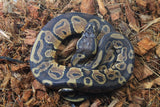 Piton Bola Nominal Het Pied 50% Lavender Macho ID R7-01
