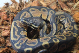 Piton Bola Nominal Het Pied 50% Lavender Macho ID R7-01