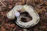 Piton Bola Pastel Super Stripe Hembra ID R8-11