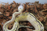 Piton Bola Pastel Super Stripe Hembra ID R8-11